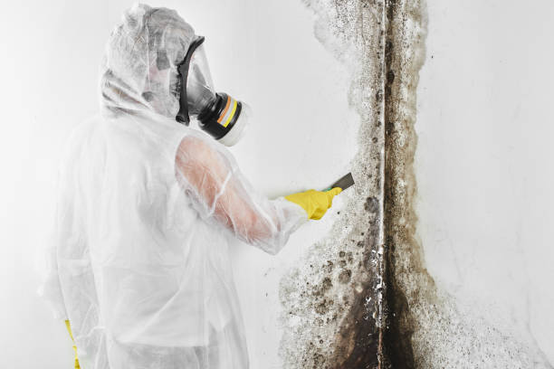 Best Toxic Mold Removal  in Piqua, OH