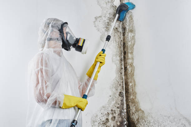 Best Residential Mold Removal  in Piqua, OH