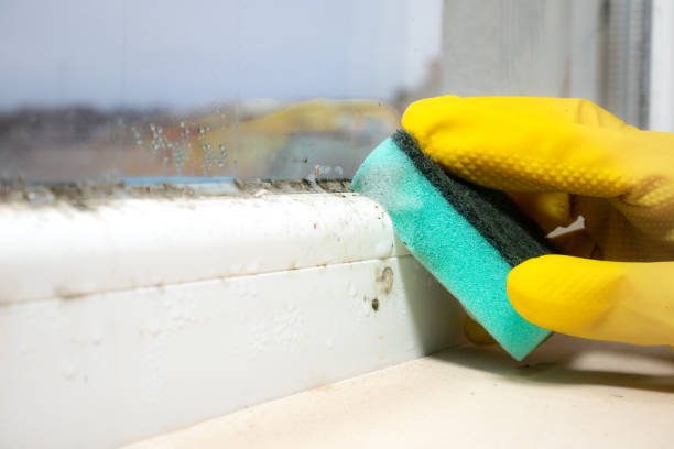 Best Emergency Mold Removal  in Piqua, OH