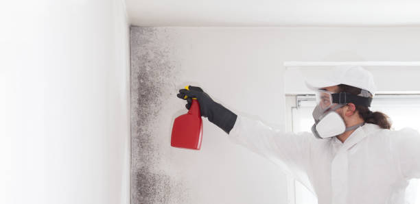 Best Mold Removal Specialists  in Piqua, OH