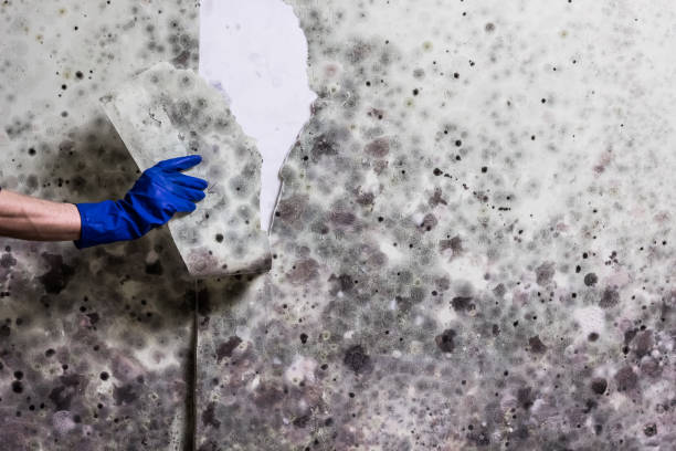 Best Mold Damage Repair  in Piqua, OH