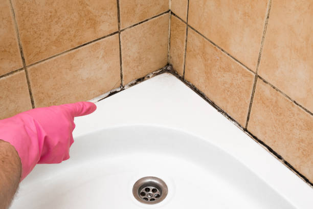 Best Residential Mold Removal  in Piqua, OH